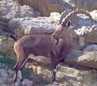 ibex