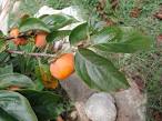 <b>Ebenaceae</b> Diospyros