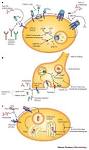 Figure 1 : Antitoxins: novel strategies to target agents of ...
