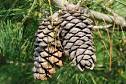 Chinese White Pine - Edible Landscaping