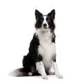Herding Dog Breeds | Dog Supplies
