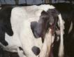 <b>Retained placenta</b> in cattle