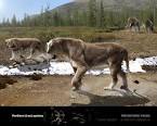 Coalition of 3 Eurasian Cave Lions v Woolly Rhinoceros