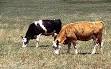 Environmental impact of meat production - Wikipedia, the free ...