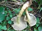 The gills and stalk had a slight lime green/ yellow/ grey tinge. - via Daymix