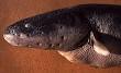 Gymnotiformes