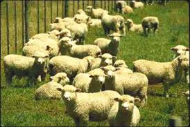 external image images?q=tbn:ANd9GcT-f54v11H9aNJ1gSGwpSok2-5R9O2w2cvd4jzMntVcBOd4GfQy1Q