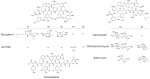 Assembling the glycopeptide antibiotic scaffold: The biosynthesis ...