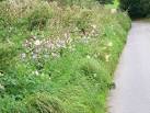 Jumping Jack is the most common species of balsam and was first introduced - via Daymix