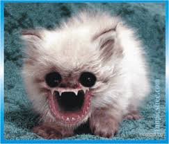 Freaky Cat