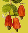 Codina.net Cashew nut oil
