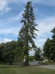 <b>Sequoiadendron</b> giganteum