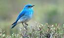 Bluebird Animal Wildlife