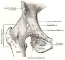 Ligaments of <b>hip joint</b>
