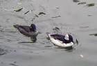 Diving Ducks (Buffleheads): WhoZoo