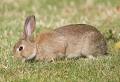 European Rabbit