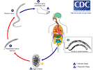 DPDx - Hookworm