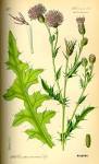 File:Illustration <b>Cirsium</b>
