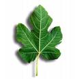 Fig leaves | The King's English