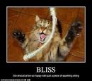 Why do cats like string so much  Way of Cats blog