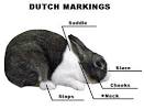 About Dutch Rabbits