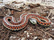 Snake - Wikipedia, the free encyclopedia