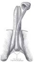 Corpus spongiosum penis - Wikipedia, the free encyclopedia