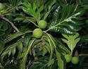 Artocarpus altilis - Breadfruit, 'Ulu - Hawaiian Plants and ...