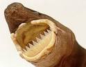 Fish Index: Cookiecutter Shark (Isistius brasiliensis)