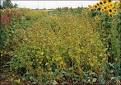 G4090 Alternative Crops in Double-Crop Systems for Missouri ...