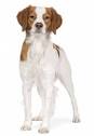 Brittany Spaniel Puppies For Sale   Brittany Spaniel Dogs For Sale