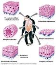 <b>epithelium</b> - Tissues with a