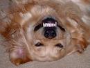 How To Get Rid Of Tartar On Dog's Teeth | MyGetRidOfGuide.
