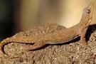 House Gecko Care Sheet