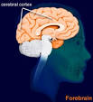 Brain Explorer - cerebral cortex