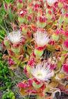 <b>Mesembryanthemum</b> crystallinum