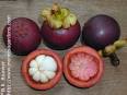 (<b>Garcinia mangostana</b>)