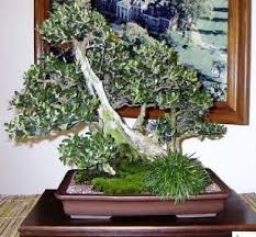 Russian Olive Tree