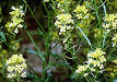 Brassicaceae - Wikipedia, the free encyclopedia