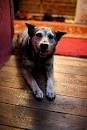 Dog Training | The Best Dog Training Tips