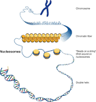 harmful transposons in <b>DNA</b>