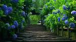 HD Wallpaper Nature Road at The Forest - purehdgallery.