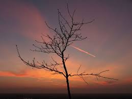 Baum vor Sonnenuntergang von Harald Partsch