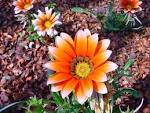 Flower. Pretty. - via Daymix