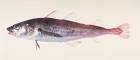File:Pacific cod - cropped.jpg - Wikipedia, the free encyclopedia