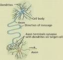 the nervous system