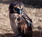 Breeding in southern Asia from India and Sri Lanka eastward to Western - via Daymix