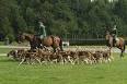 Fox hunting - Wikipedia, the free encyclopedia