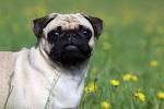 Ten Pickup Lines for the Dog Park - eHarmony Advice