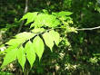 <b>Picrasma</b> quassioides Nigaki